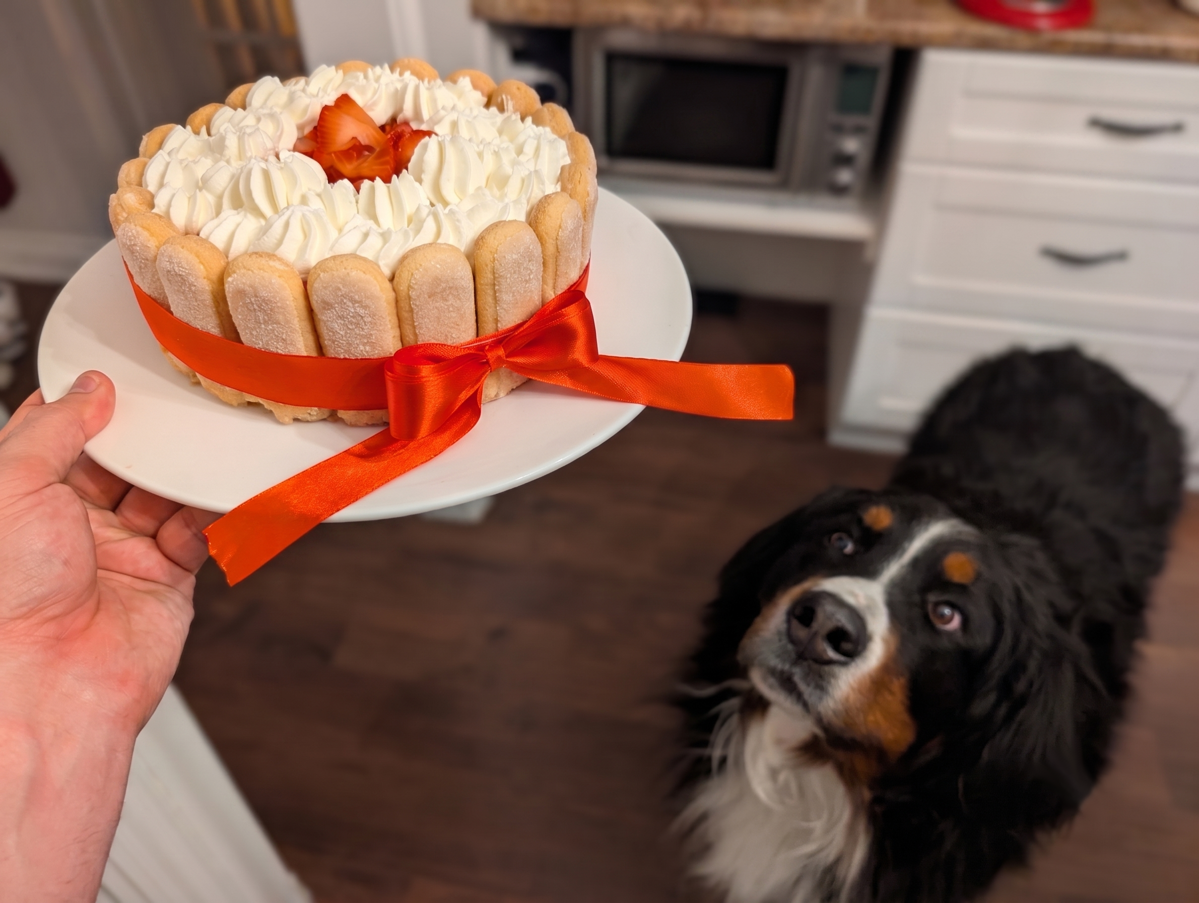 A picture of a kitchen, with Bernese mountain dog in the background, looking at a Charlotte Russe that I am holding on a serving platter.